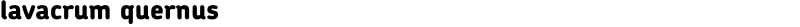 lavacrum quernus  